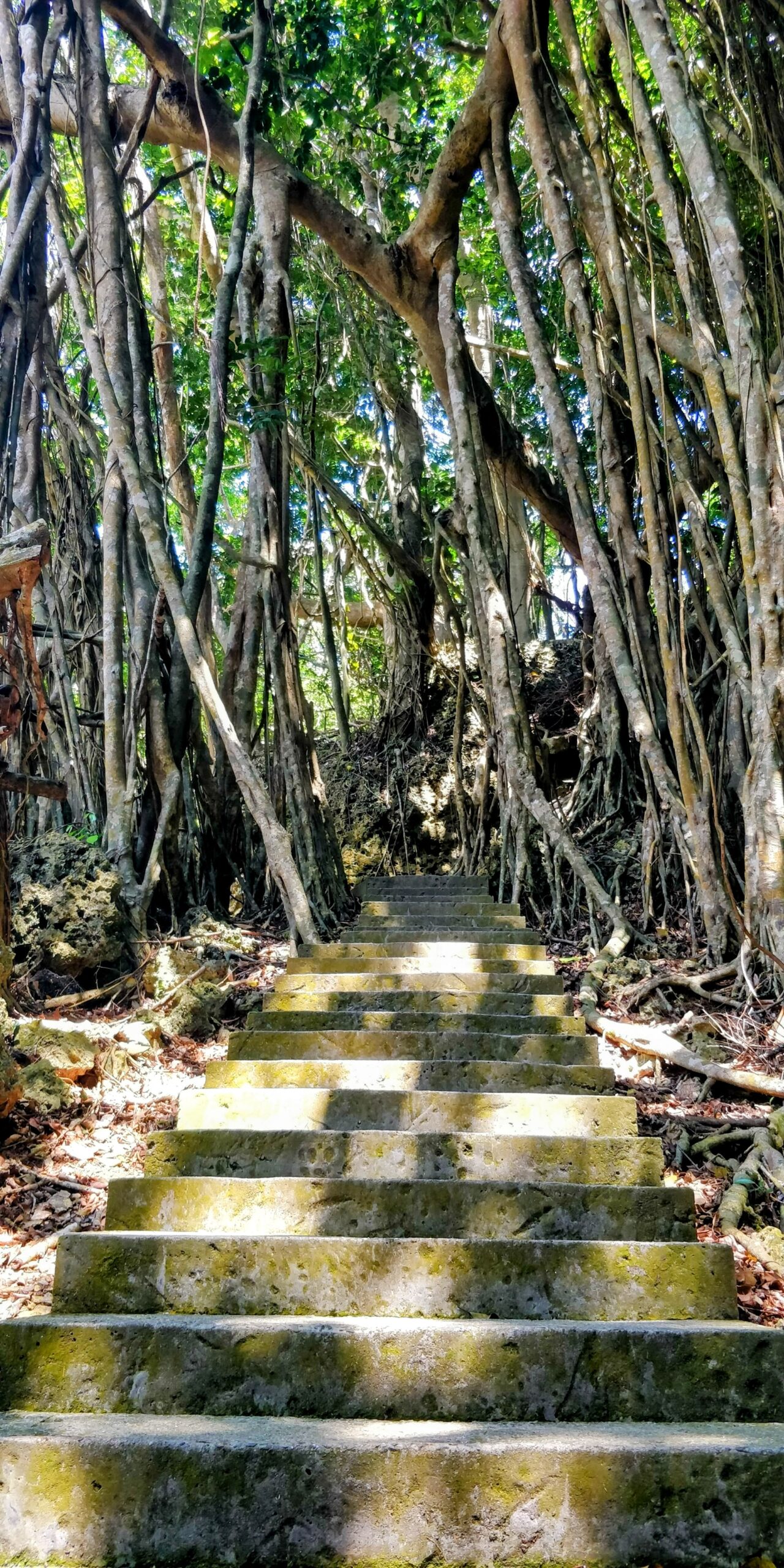 Mit dem Roller einmal um Taiwan: Ein Wald aus Korallen, die „Strawberry-Generation“ und Bob Marley