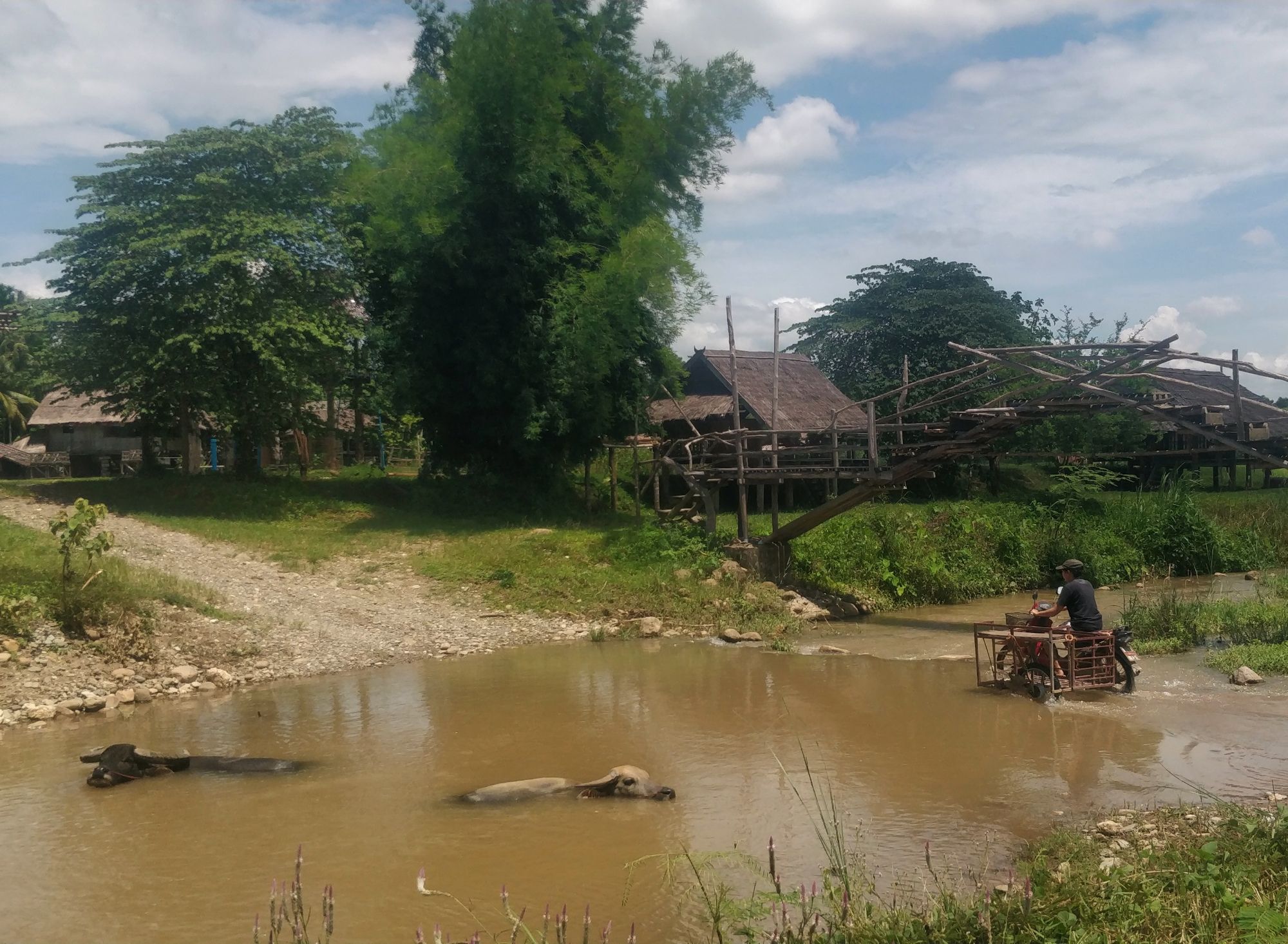 Von Thailands Norden bis Süden: Über Wasserbüffel, Reisanbau und Schweißtropfen