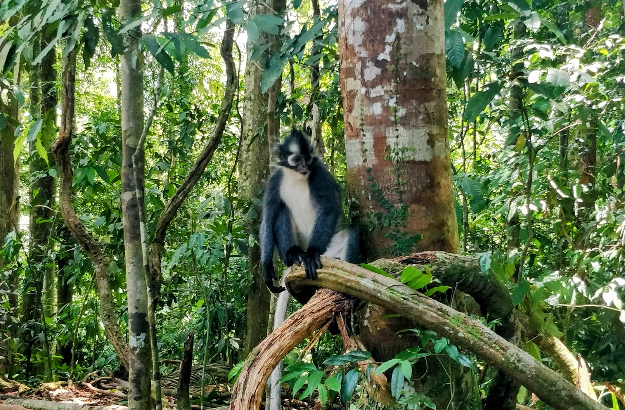 In Indonesiens Westen: Unsere Verwandten im Dschungel